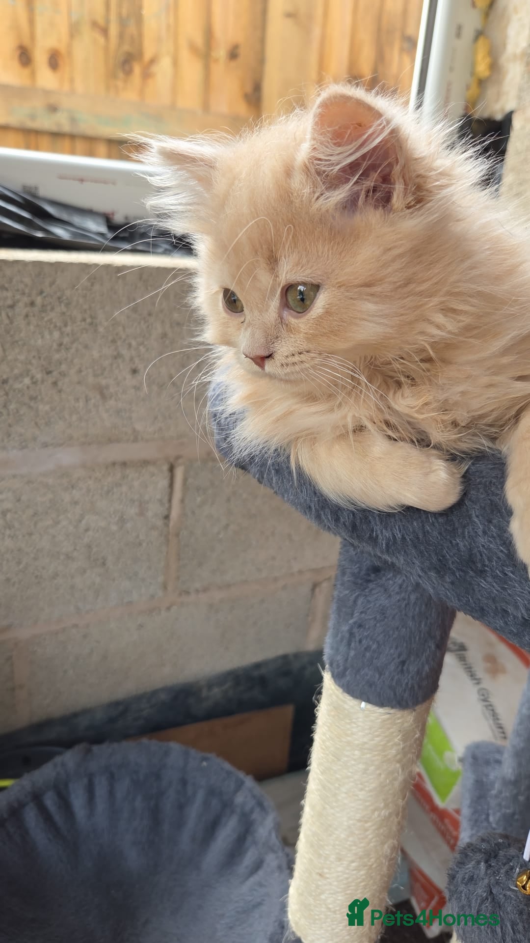 British Longhair cats for sale: British longhair/free - Image 8