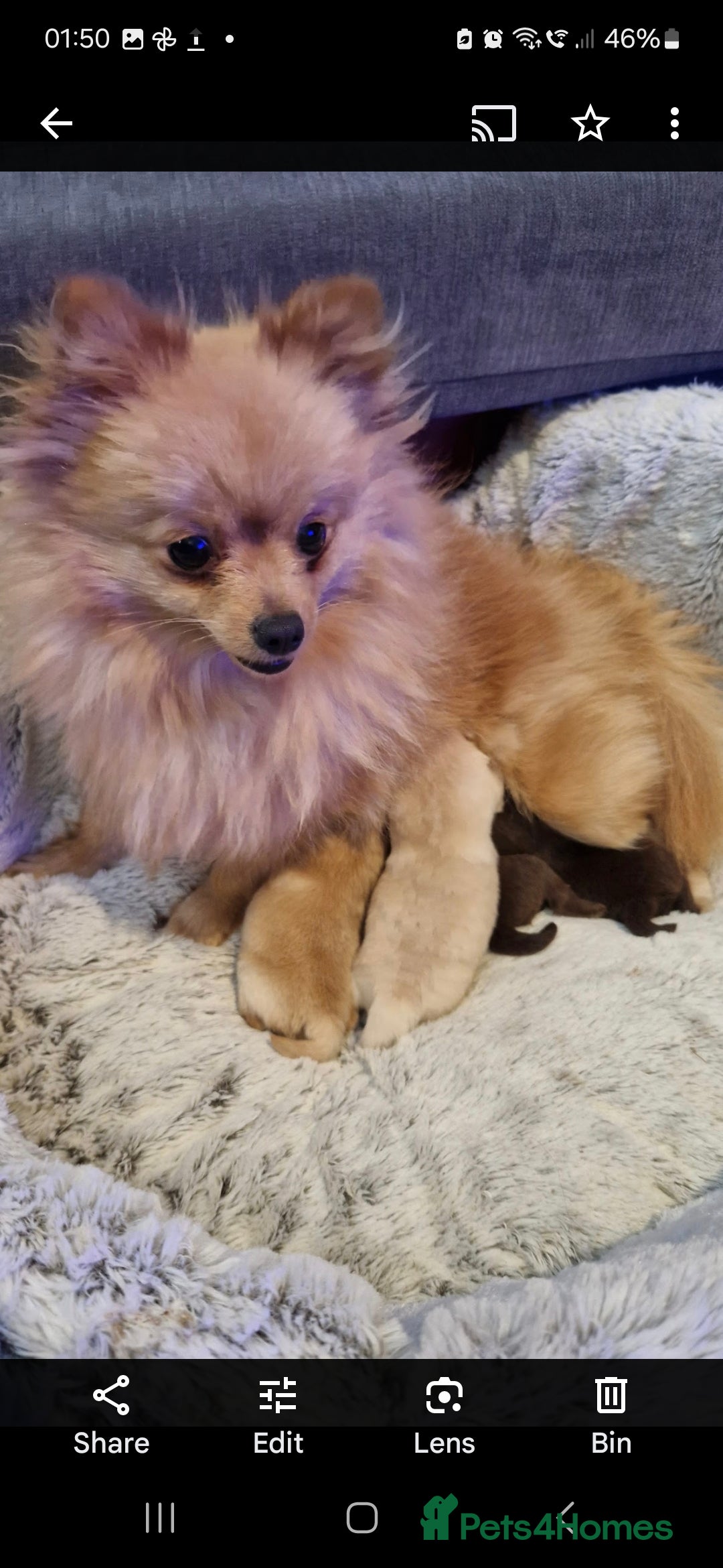 Pomeranian dogs for sale: Pomeranian,  from fully health tested parents  - Image 10
