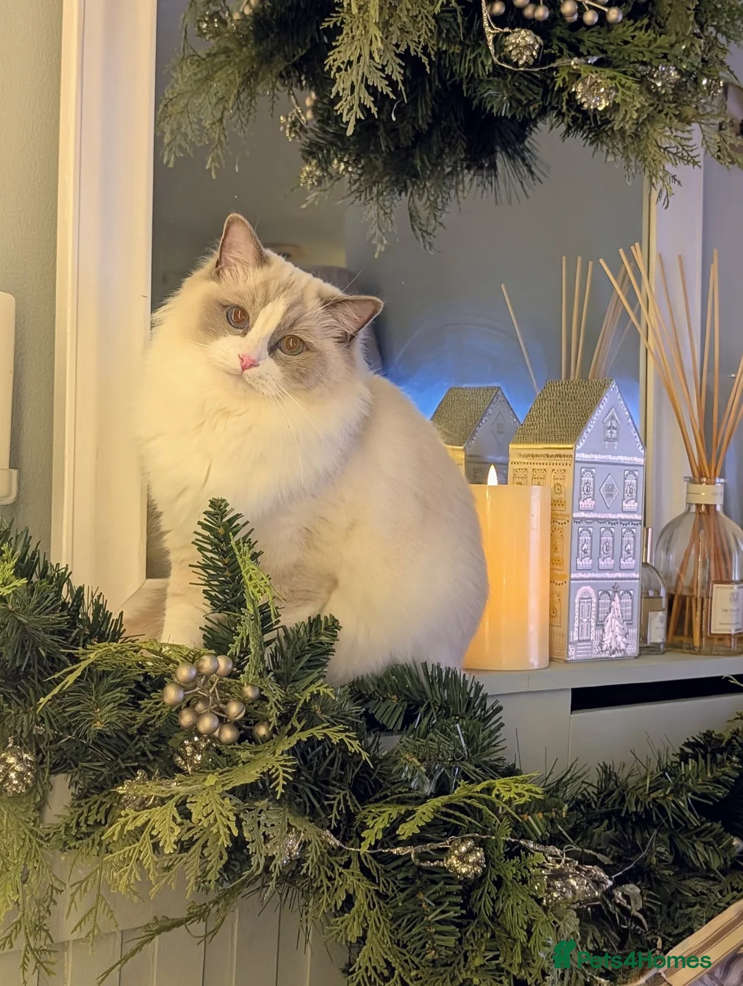 Ragdoll cats for sale: Last kitten left Tica imperial grand champion line - Advert 2