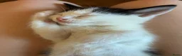 Domestic Shorthair cats for sale: Four kittens needing a home - Advert 16
