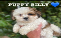 Shih Tzu dogs for sale: 🌟OUTSTANDING MALSHIPOO LITTER🌟Ready from 4/10/25 - Image 6