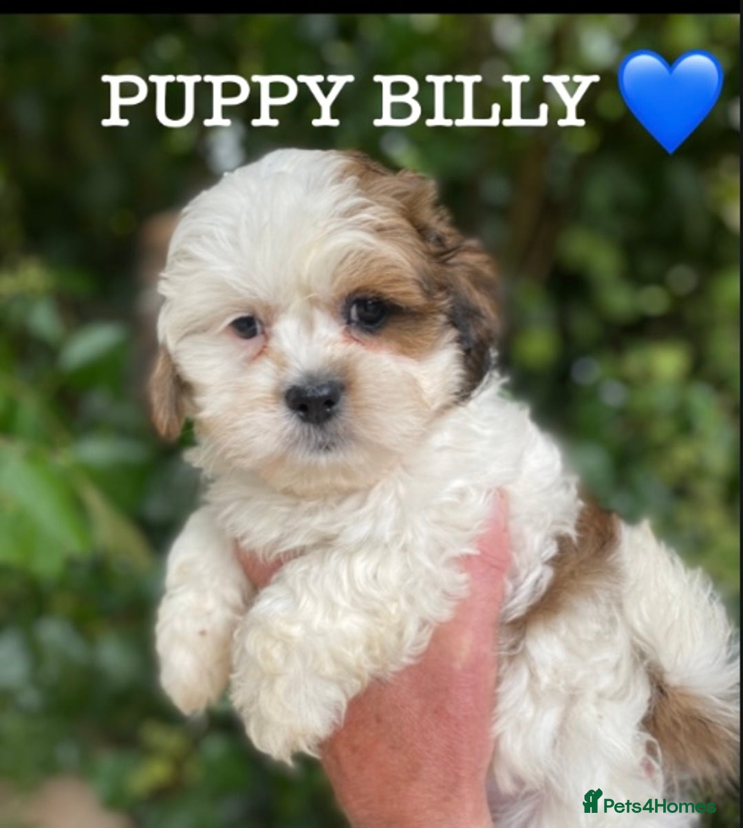 Shih Tzu dogs for sale: 🌟OUTSTANDING MALSHIPOO LITTER🌟Ready from 4/10/25 - Image 6