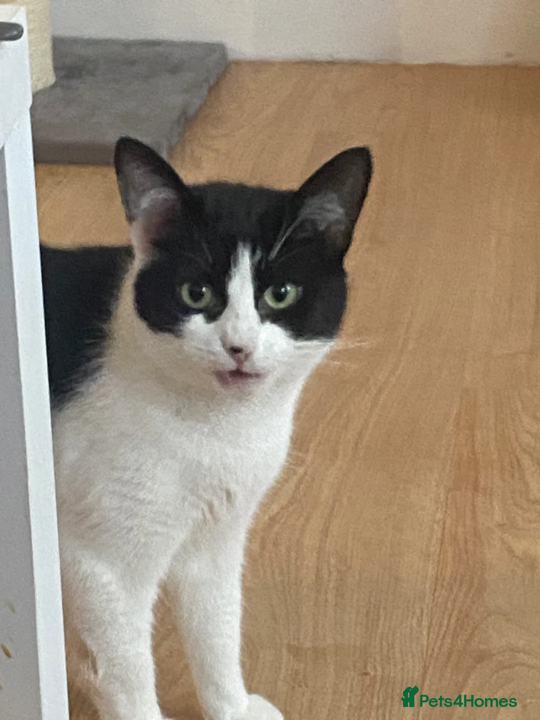 Mixed Breed cats for sale: Female cat  - Advert 2