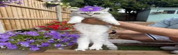 Maine Coon cats for sale: 2 female kittens Maincoon and British shorthair  - Advert 11