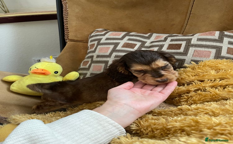 Cocker Spaniel dogs - Advert 2