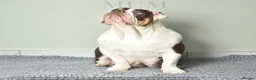 English Bulldog dogs for sale: Like Father Like Son 1 Male pup available in Burnley - Advert 23