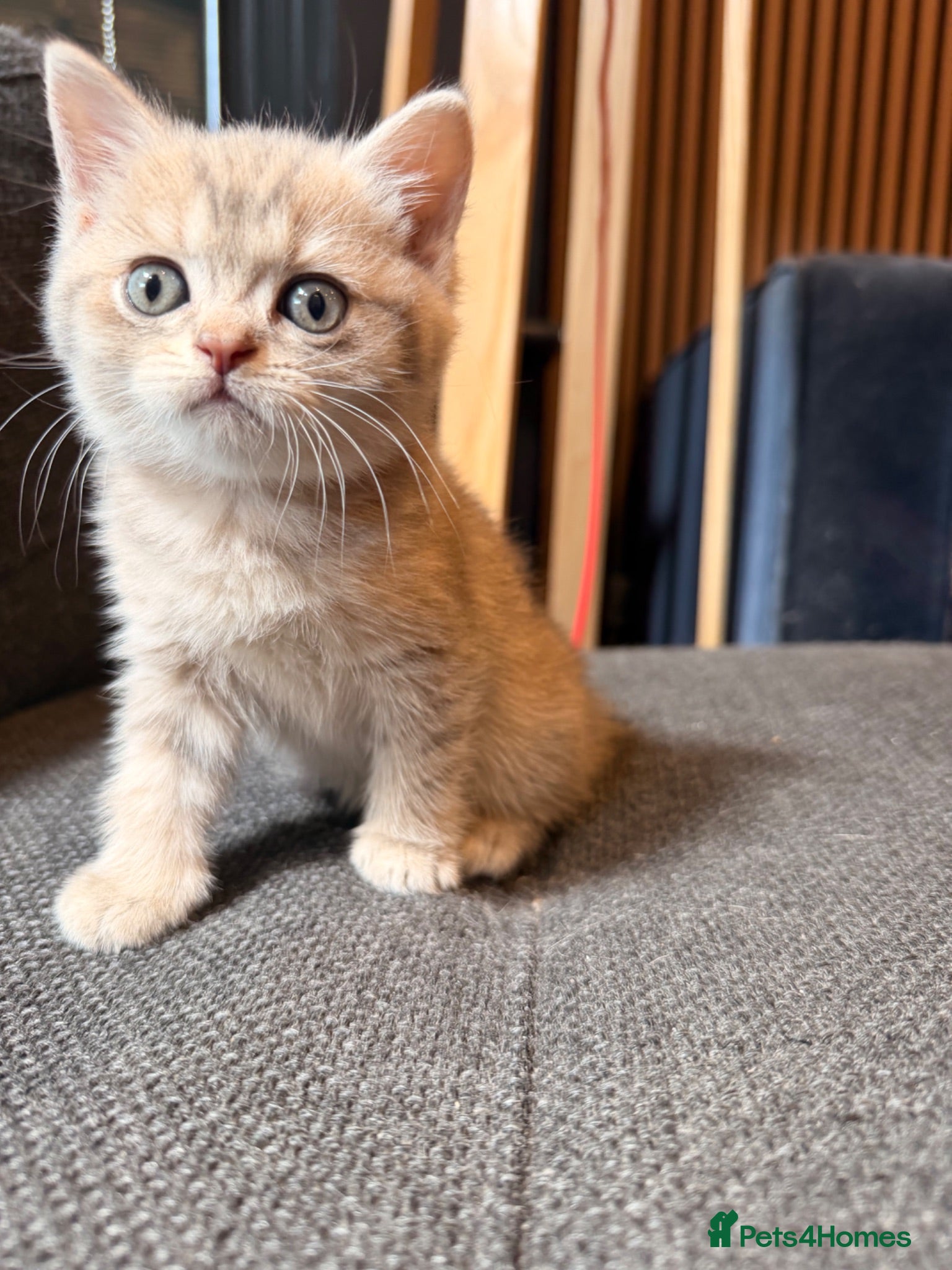 British Shorthair cats British short hair kittens - Advert 2