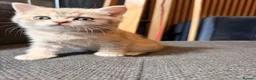 British Shorthair cats for sale: British short hair kittens - Advert 2