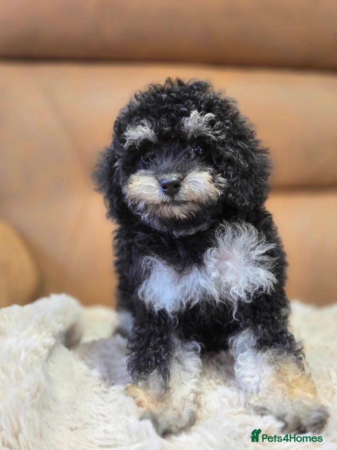 Toy Poodle dogs for sale: Gorgeous Tiny Toy Poodle Pups  - Image 15