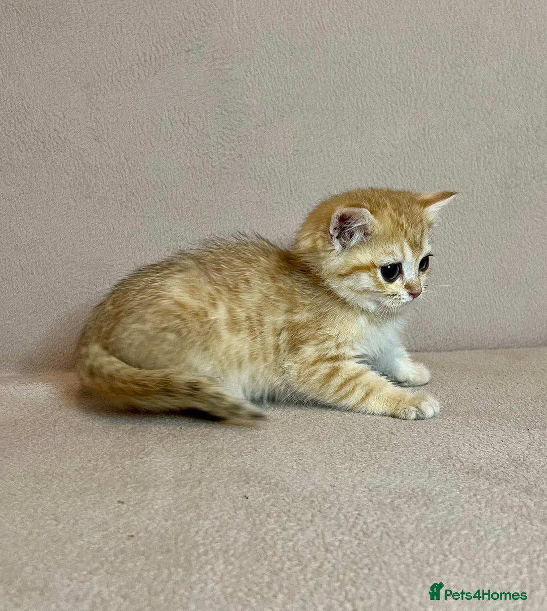 British Shorthair cats for sale: 🐾BSH Golden Kittens🐾  - Advert 37