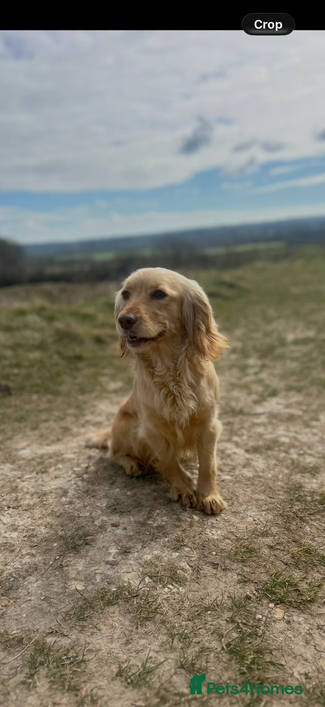 Cocker Spaniel dogs for sale: 2 BOYS LEFT Lemon And Red Cocker Spaniel Pups in Poole - Advert 15