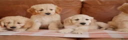 Mini Goldendoodle dogs for sale: Beautiful Health Tested Goldendoodle Puppies - Advert 11
