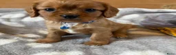 Cavalier King Charles Spaniel dogs for sale: Health tested and KC Registered  - Advert 6