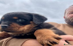 Rottweiler dogs for sale: 5-Generation Champion Line KC Rottweiler Puppies - Image 2