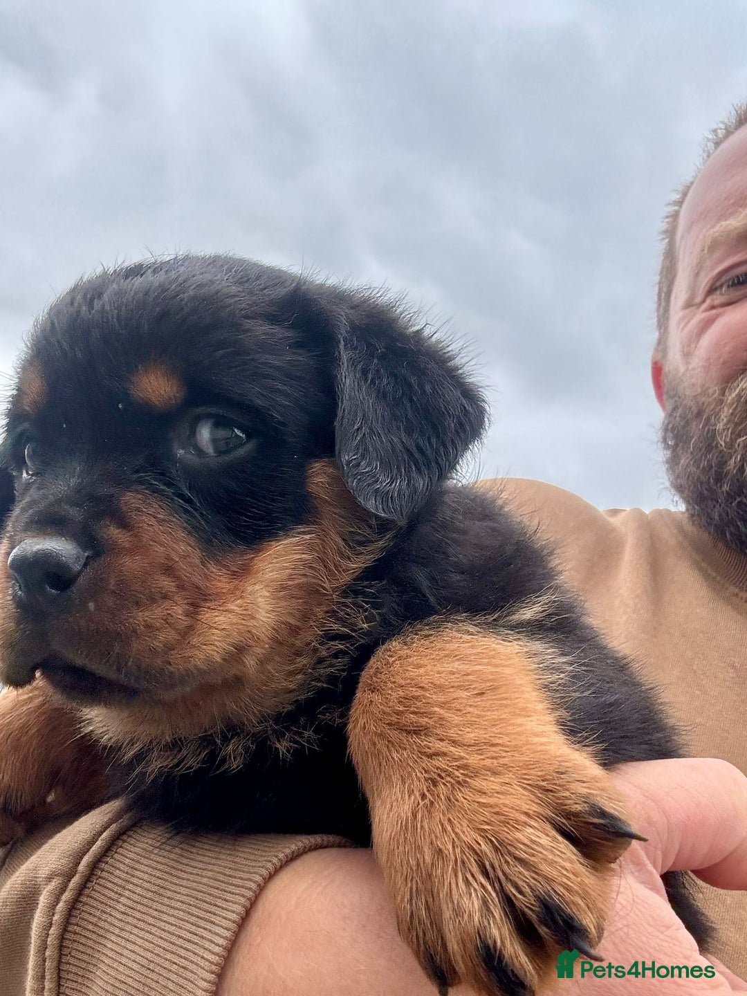 Rottweiler dogs for sale: 5-Generation Champion Line KC Rottweiler Puppies - Image 2