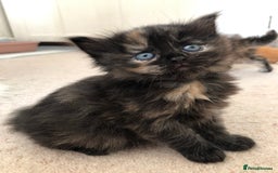 Siberian cats for sale: Stunning Siberian Kittens! - Image 2