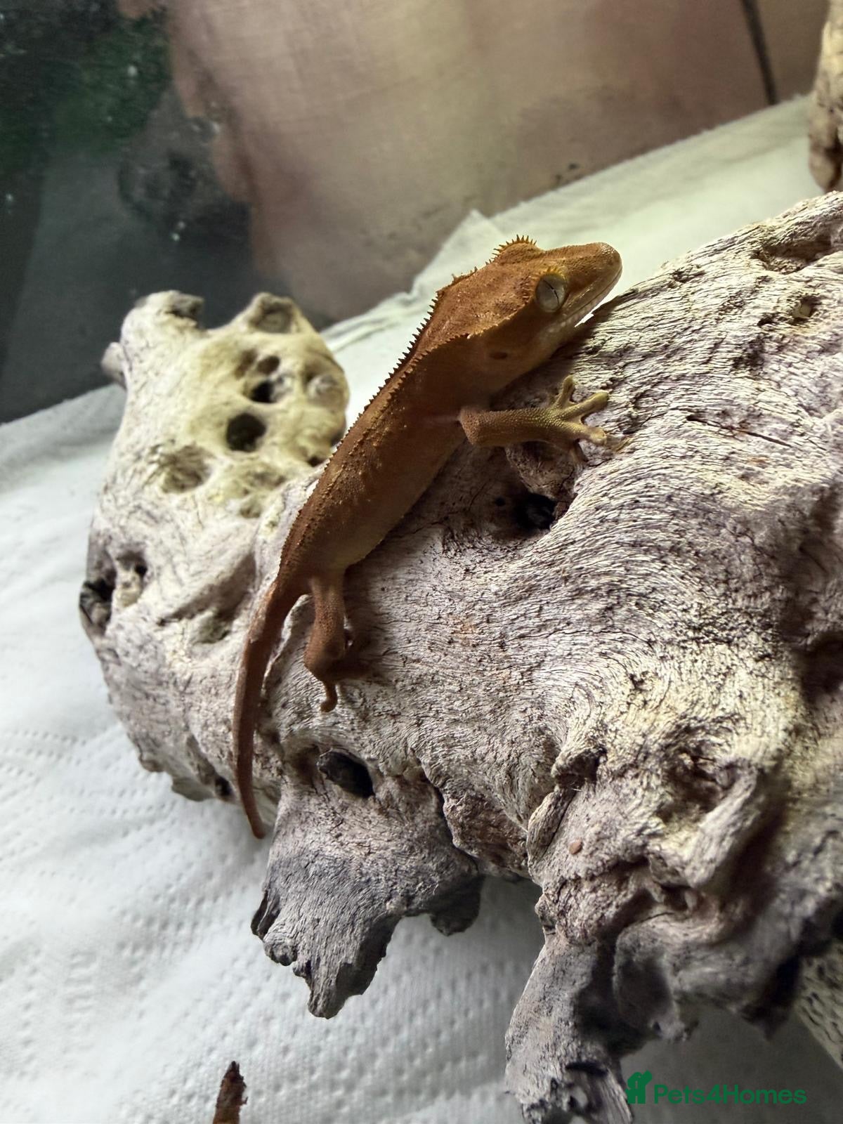 Gecko reptiles Crested Gecko - Advert 1