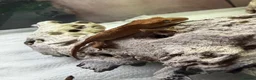 Gecko reptiles for sale: Crested Gecko in Billingshurst - Advert 1