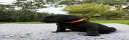 Labrador Retriever dogs for sale: Black Labrador Puppies - Advert 18