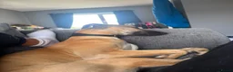 Mixed Breed dogs for sale: Saluki X greyhound- lurcher - Advert 3