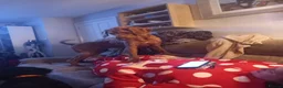 Labradoodle dogs for sale: Lovable crazy labradoodle in Leeds - Advert 3