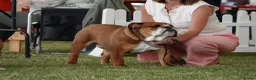English Bulldog dogs for stud: Standard KC registered & health tested - Advert 6