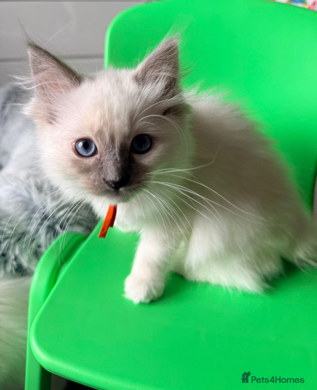 Ragdoll cats for sale: 6 Ragdoll kitten for sale  - Advert 6