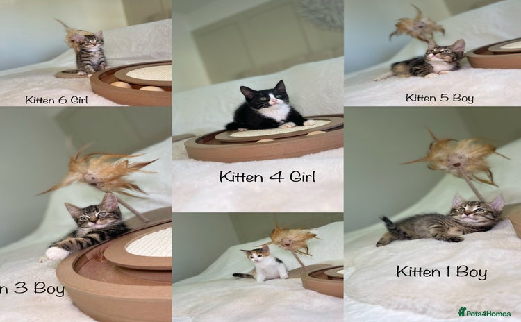 Mixed Breed cats Kittens 8 weeks old ready now  - Advert 13