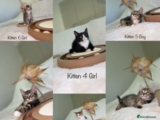 Mixed Breed cats Kittens 8 weeks old ready now - Advert 11