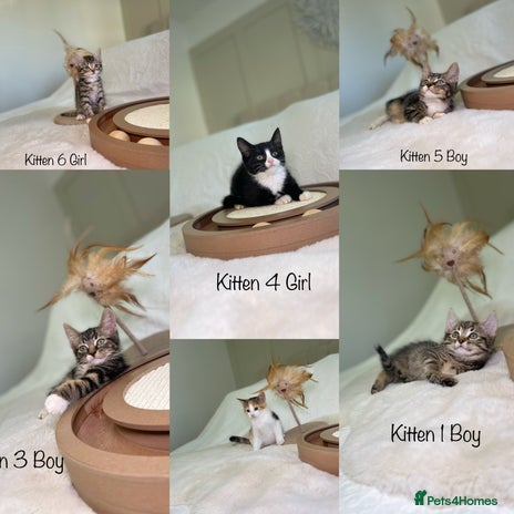 Mixed Breed cats Kittens 8 weeks old ready now - Advert 13