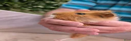 Guinea Pig rodents for sale: Guinea Pigs for sale  in Annan - Advert 1