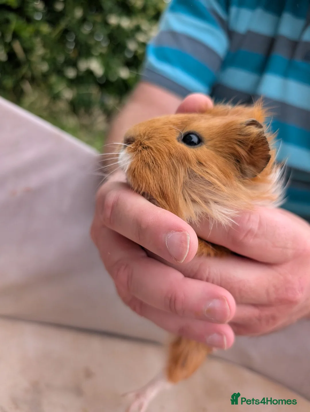 Guinea Pig rodents for sale: Guinea Pigs for sale  in Annan - Advert 1