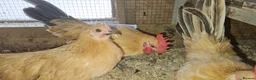 Chickens poultry for sale: 🐓 Serama Bantam Chickens 🐓  - Advert 5