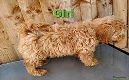 Maltipoo dogs for sale: Adorable Maltipoo Puppies for sale-ONE BOY LEFT - Image 10