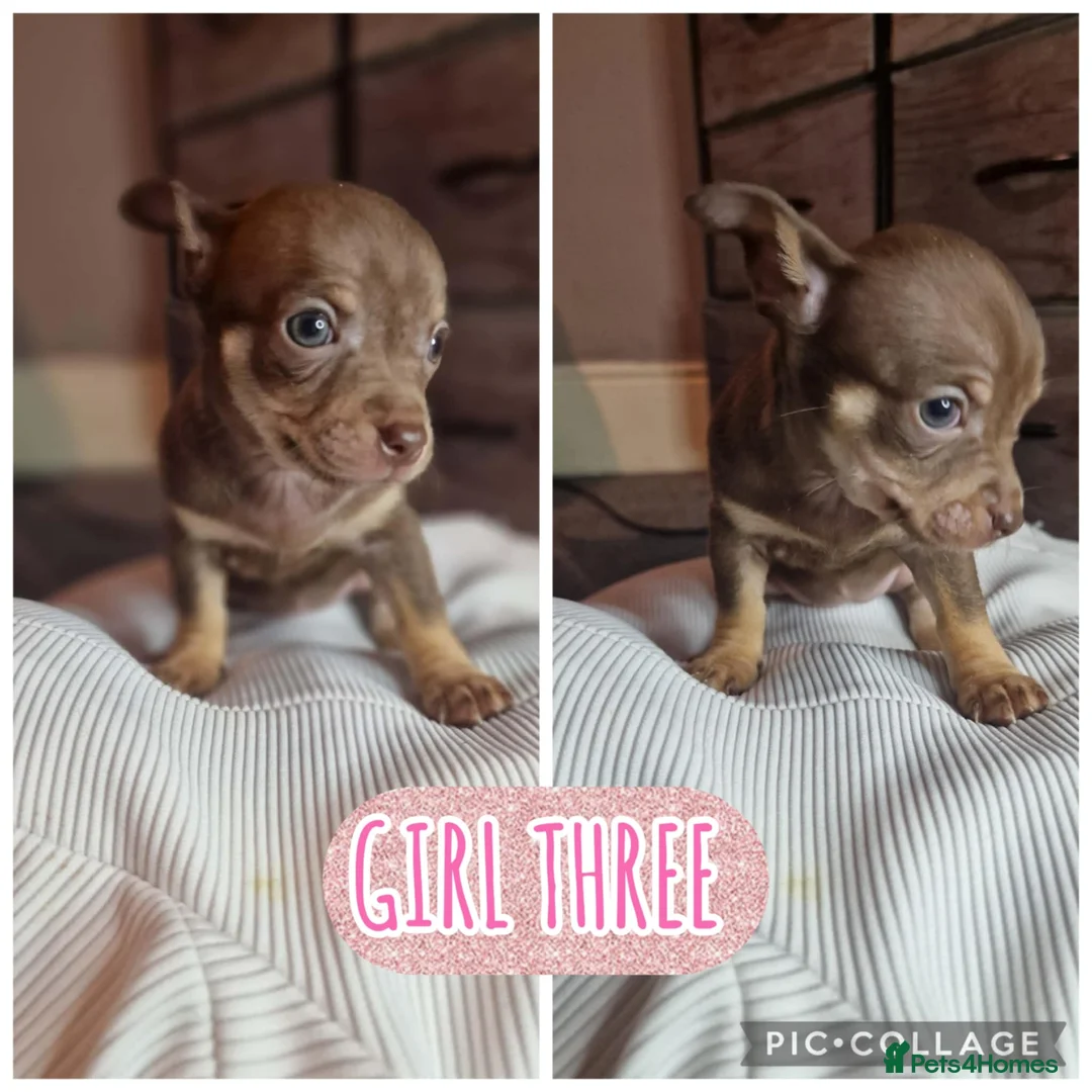 Chihuahua dogs for sale: Beautiful full breed chihuahua puppies 🐶 😍  - Advert 4