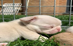 Mixed Breed dogs for sale: Bested boy that ever was Rare Pink Minibull boy  - Image 9