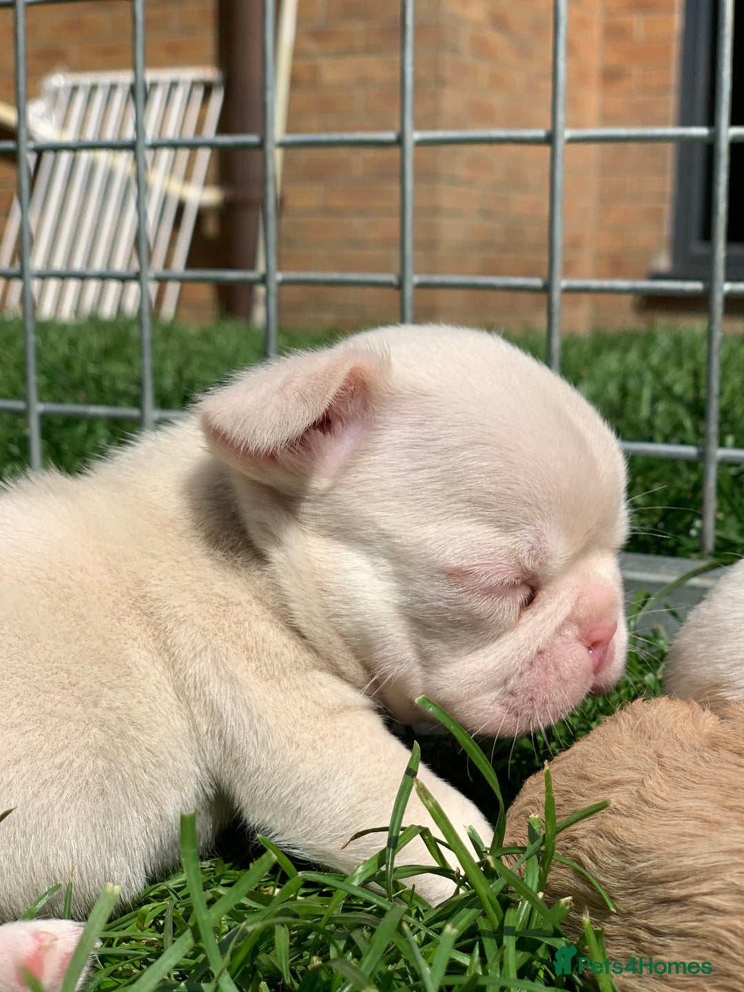 Mixed Breed dogs for sale: Bested boy that ever was Rare Pink Minibull boy  - Image 9