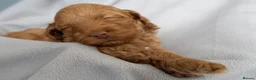 Cockapoo dogs for sale: Beautiful Cockapoo Puppies - Advert 4