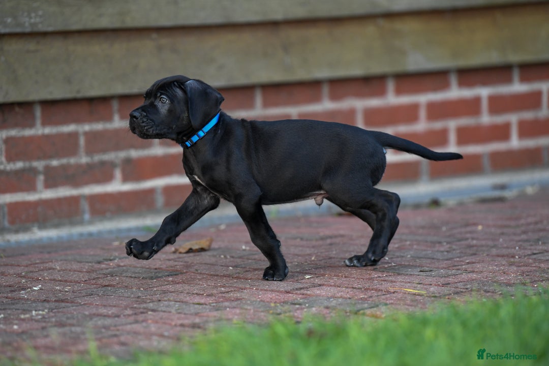 Cane Corso dogs for sale: Elite cane corso puppies  - Advert 10