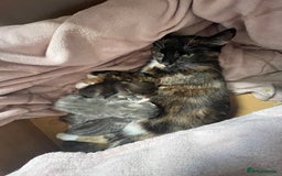 Mixed Breed cats for sale: Mixed bread kittens  - Image 7