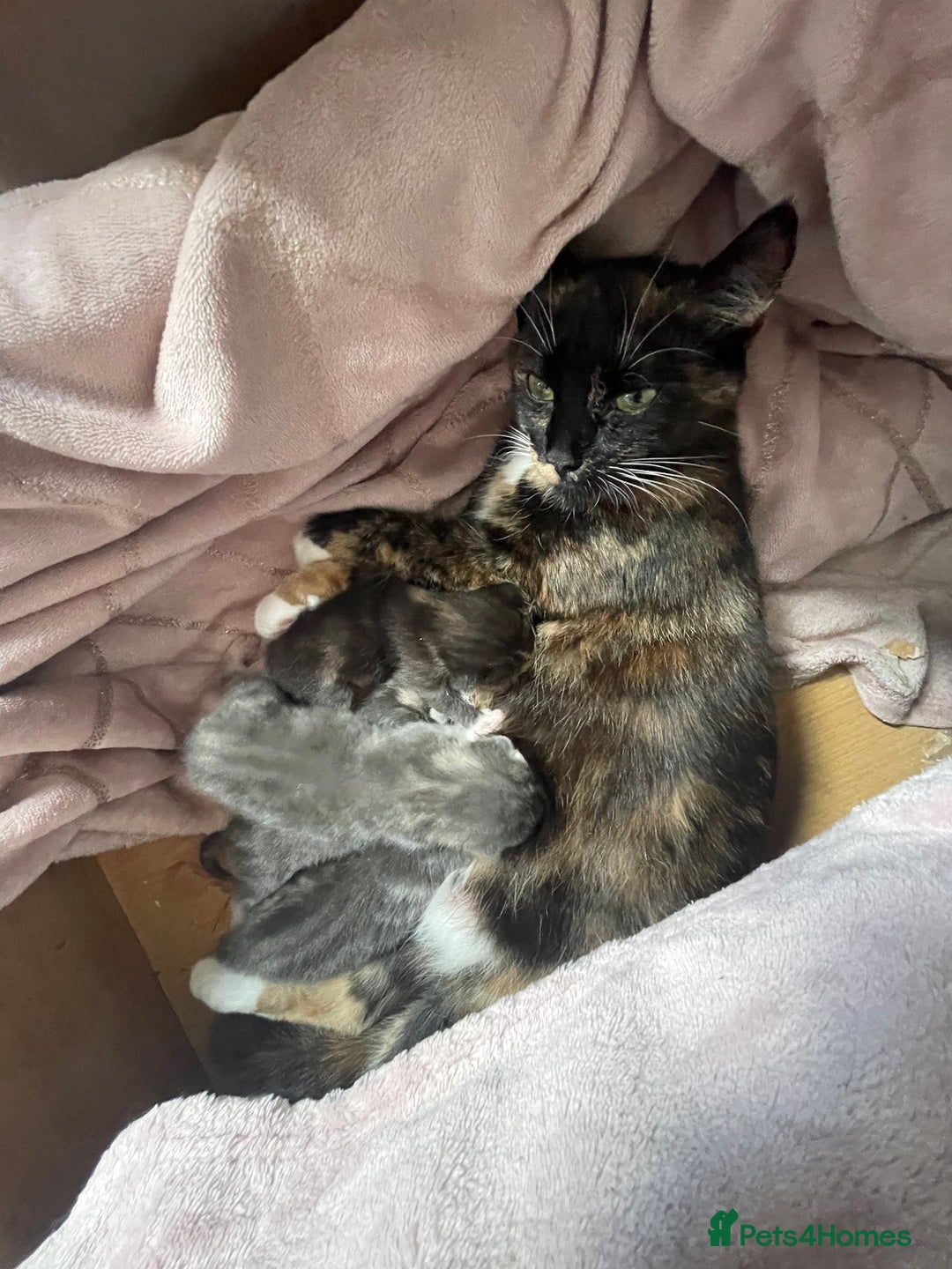 Mixed Breed cats for sale: Mixed bread kittens  - Image 7