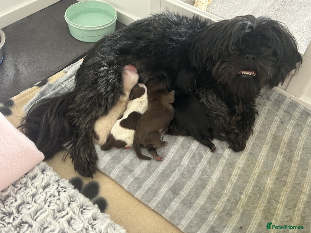 Shih Tzu dogs for sale: Adorable Shih Tzu Puppies - Advert 1