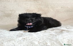 Chow Chow dogs for sale: Adorable black male chowsky puppy for sale  - Image 3