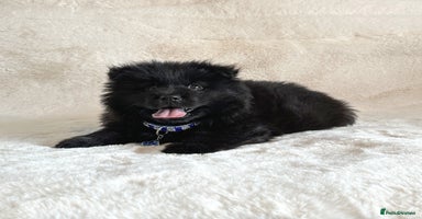 Chow Chow dogs - Advert 11