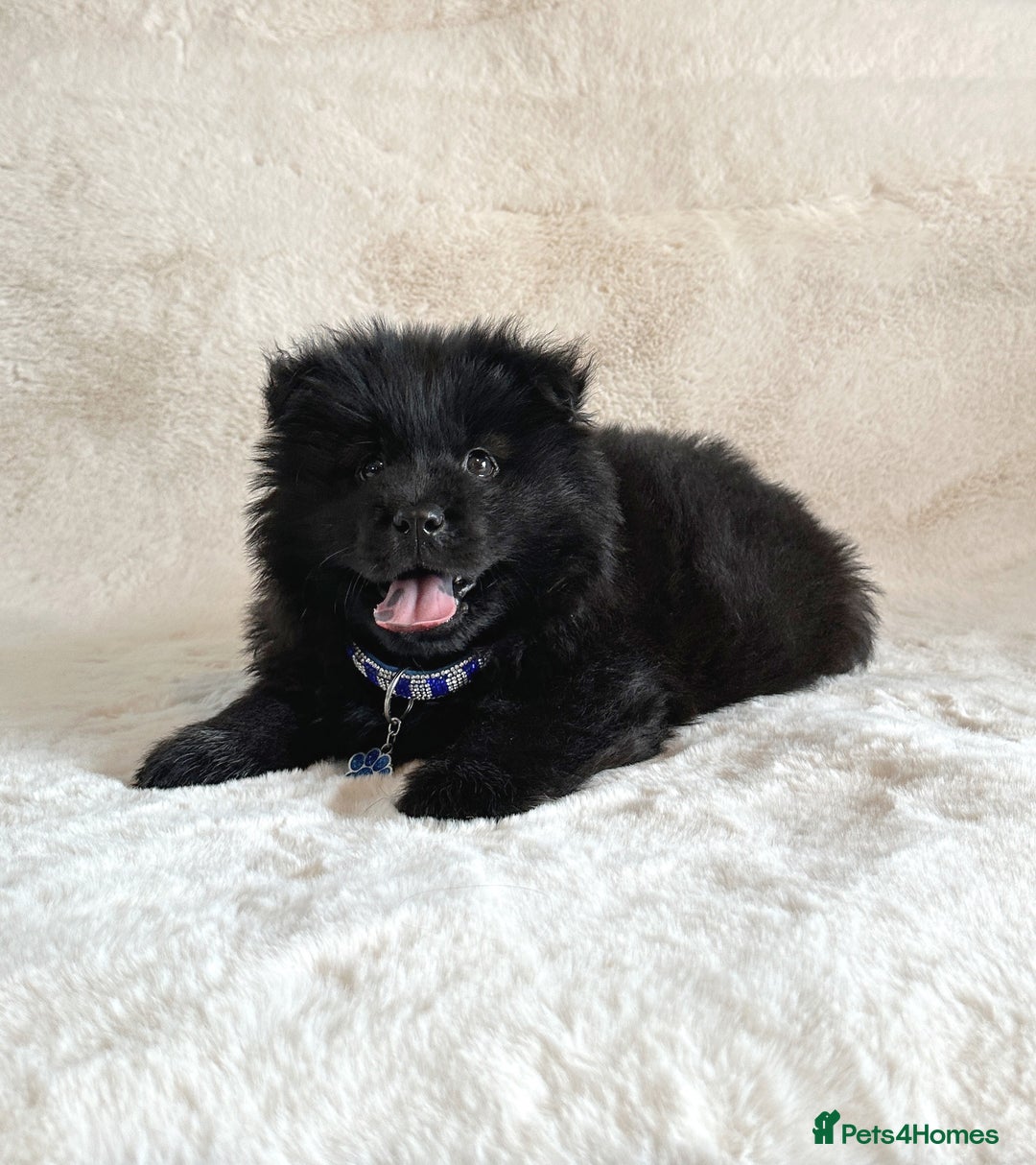Chow Chow dogs for sale: Adorable black male chowsky puppy for sale  - Image 3