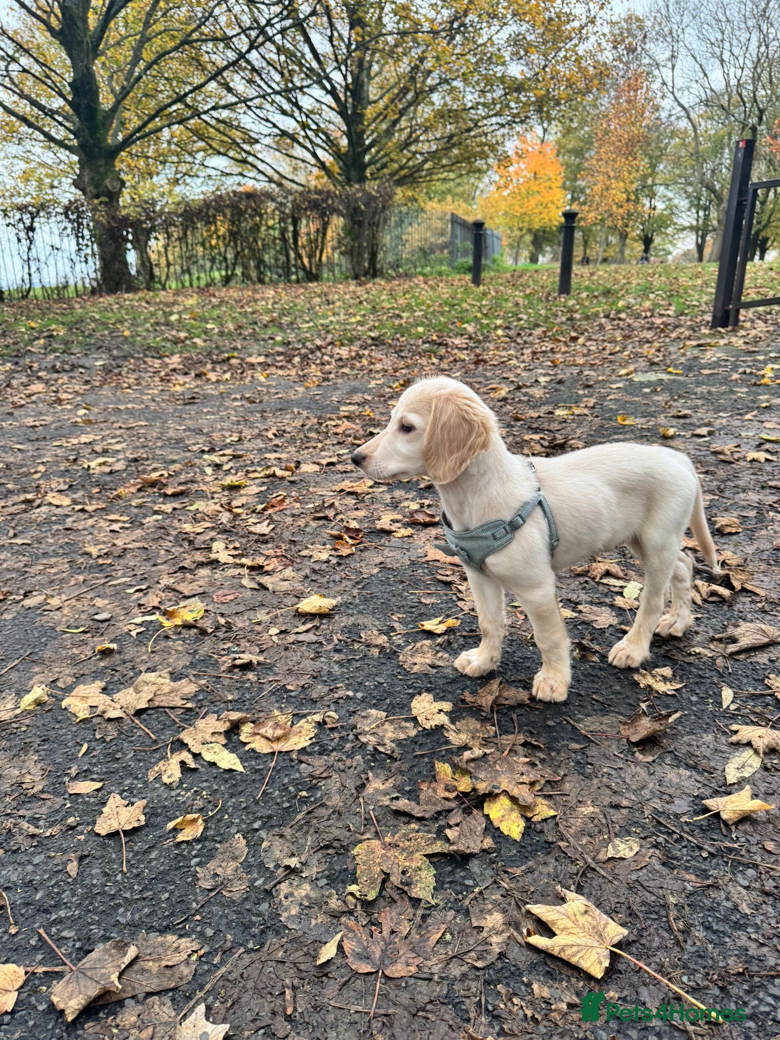 Cockerdor dogs Cockerdor for sale - Advert 2