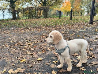 Cockerdor dogs Cockerdor for sale - Advert 2