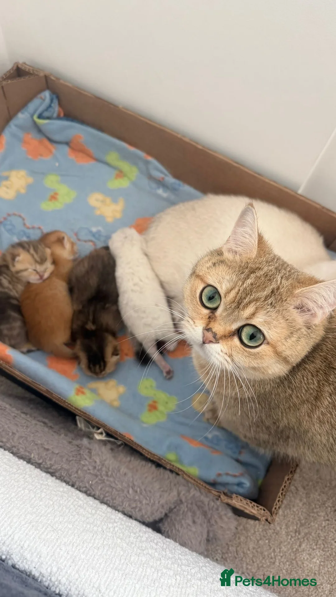 British Shorthair cats for sale: Beautiful British Shorthair Golden Shaded kittens in Derby - Advert 1