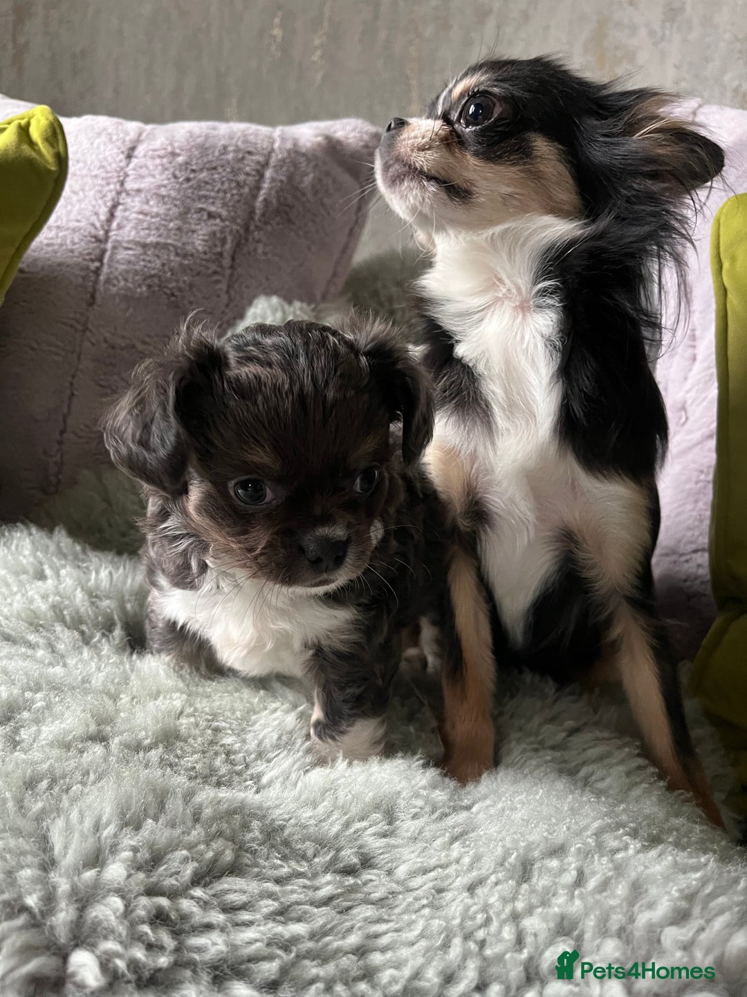 Chihuahua dogs for sale: LC Female Chihuahua  - Advert 2