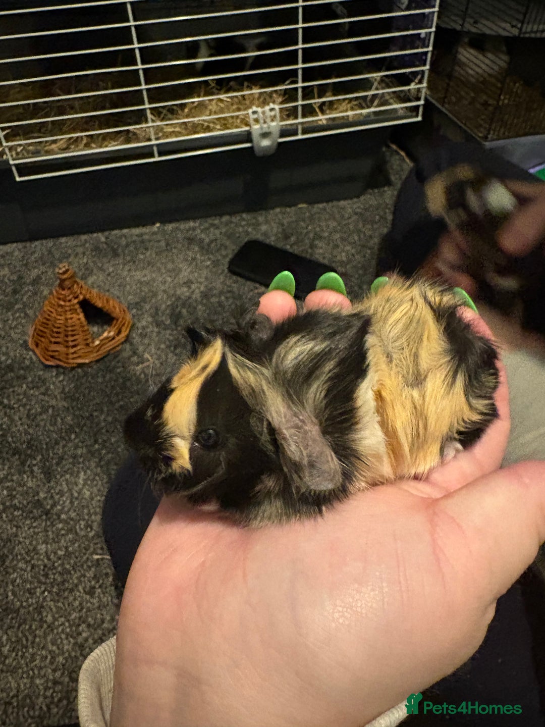 Guinea Pig rodents for sale: 2 guinea pigs - Advert 4